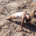 Pilates
